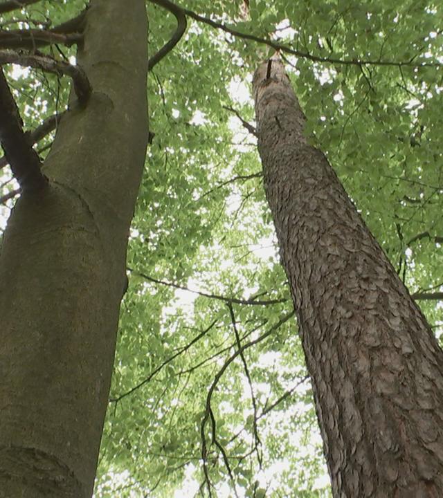 Mischwald