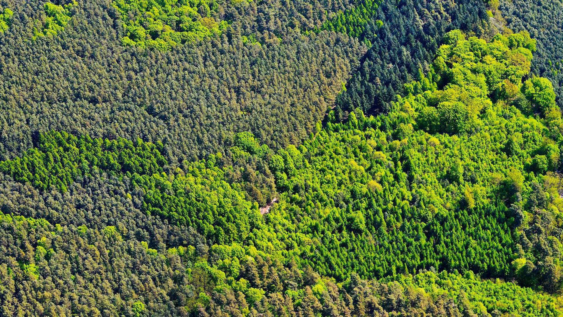 Mischwald im Landkreis Oder-Spree nahe Fürstenwalde (Brandenburg)