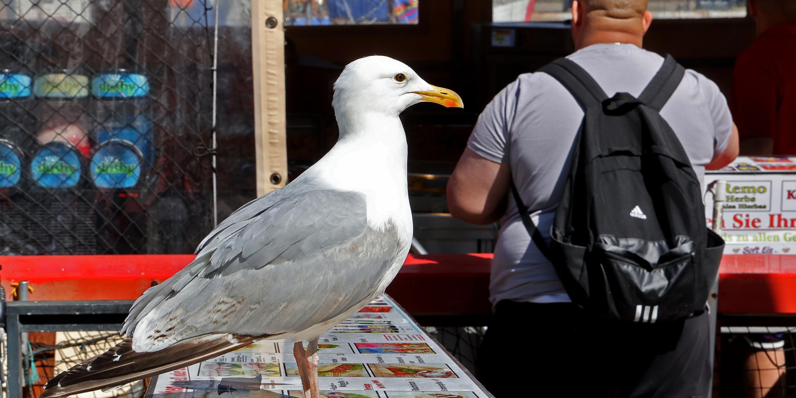 Möwe am Fischstand