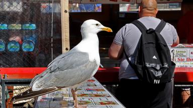 Möwe am Fischstand