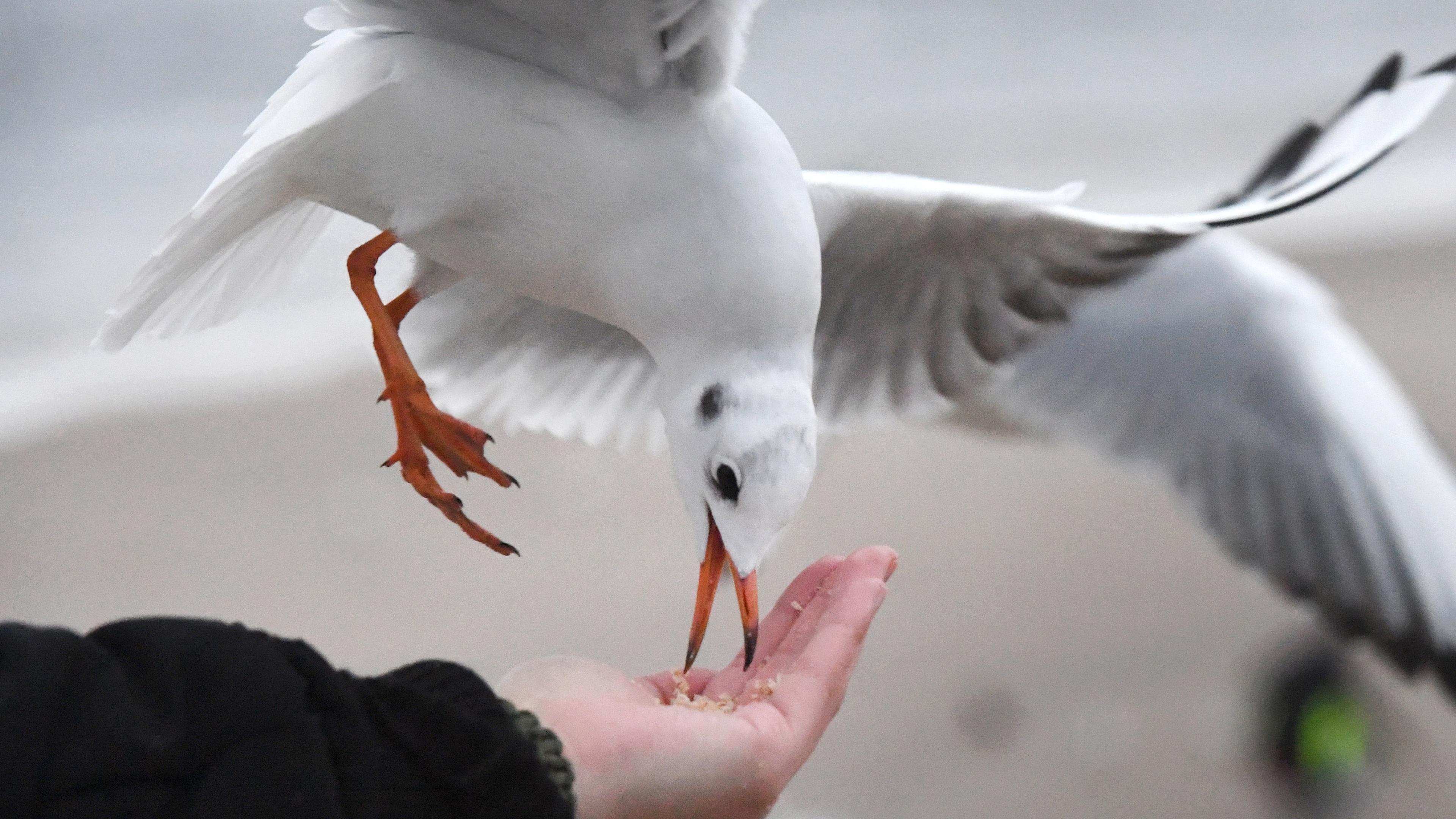 Möwe frisst aus der Hand eines Strandbesuchers.