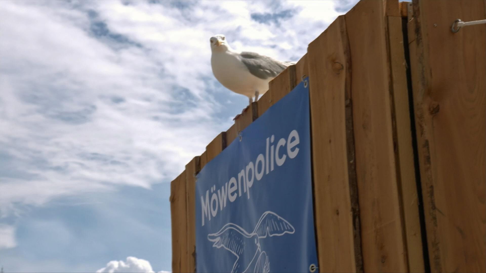 Möwe