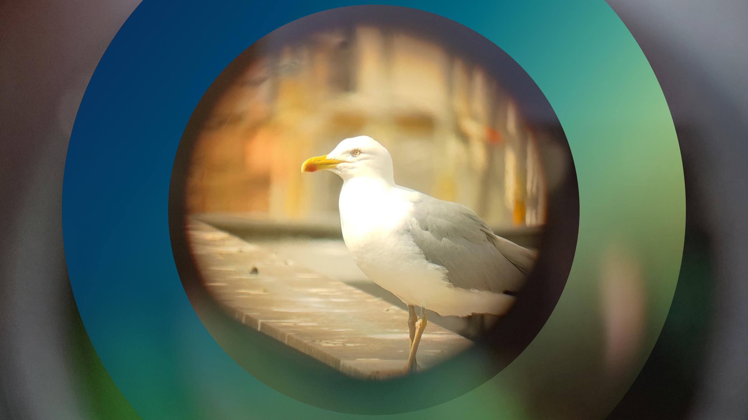 Möwe im Fokus
