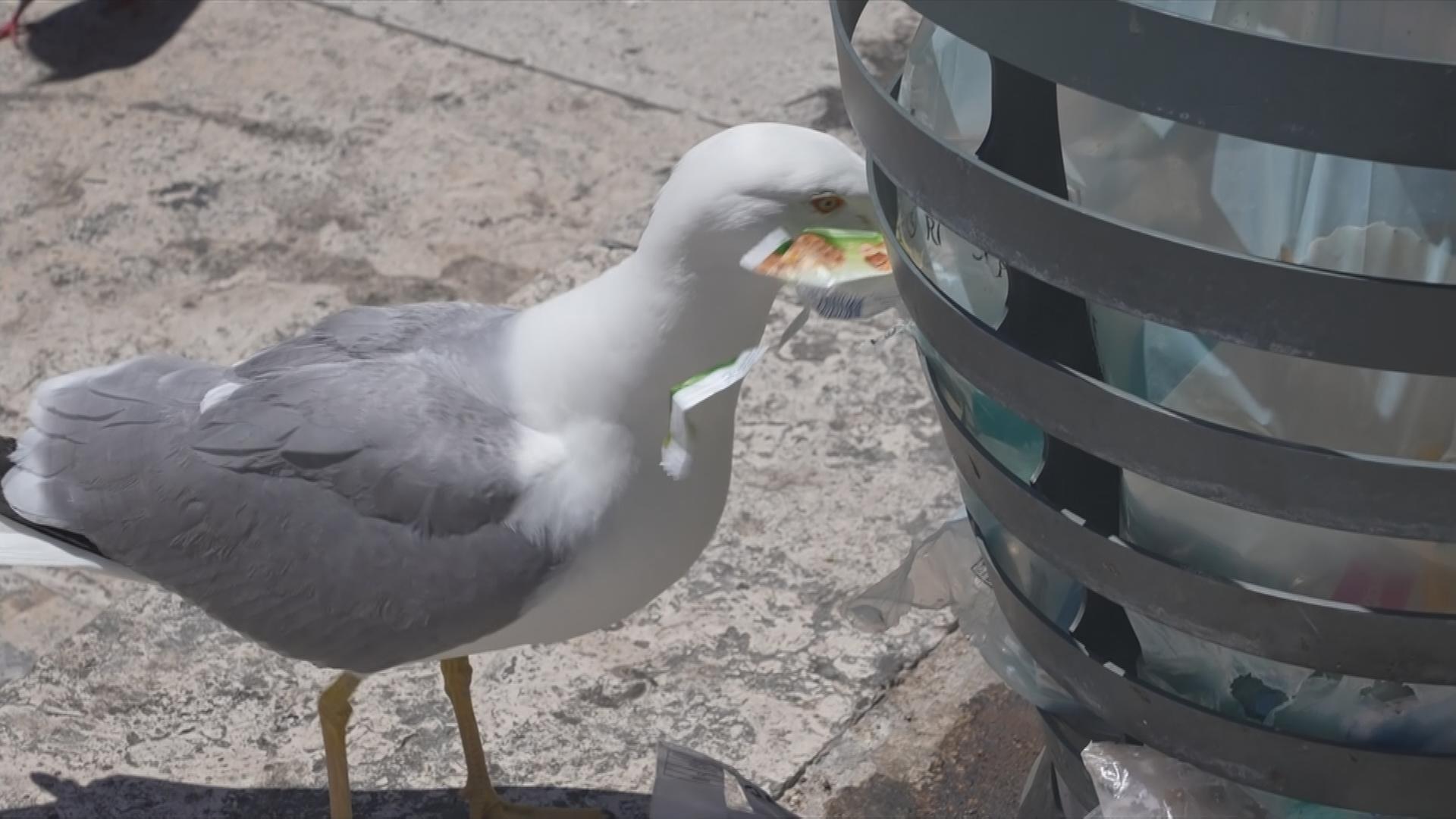 Möwe 
