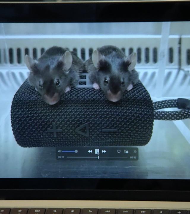 moma future: Insulin durch Musik