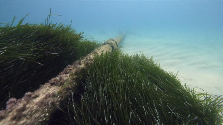 moma future: Seegras als Klimaretter?