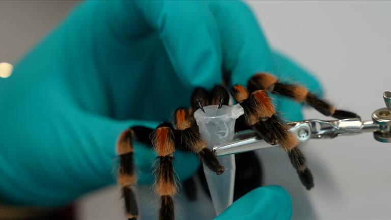 moma future: Tiergifte in der Medizin