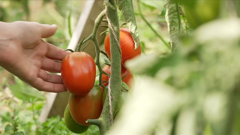 Tomaten als perfekte Vitamin-Lieferanten