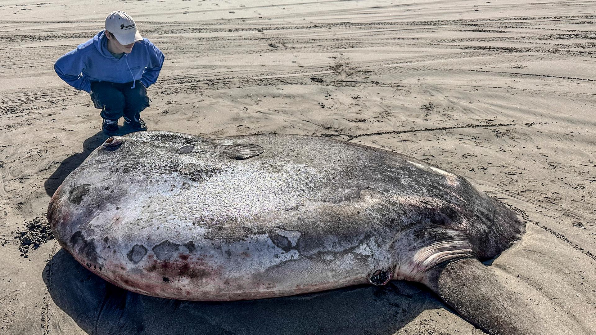 Angespülter Mondfisch an einem Strand in Gearhart, Oregon