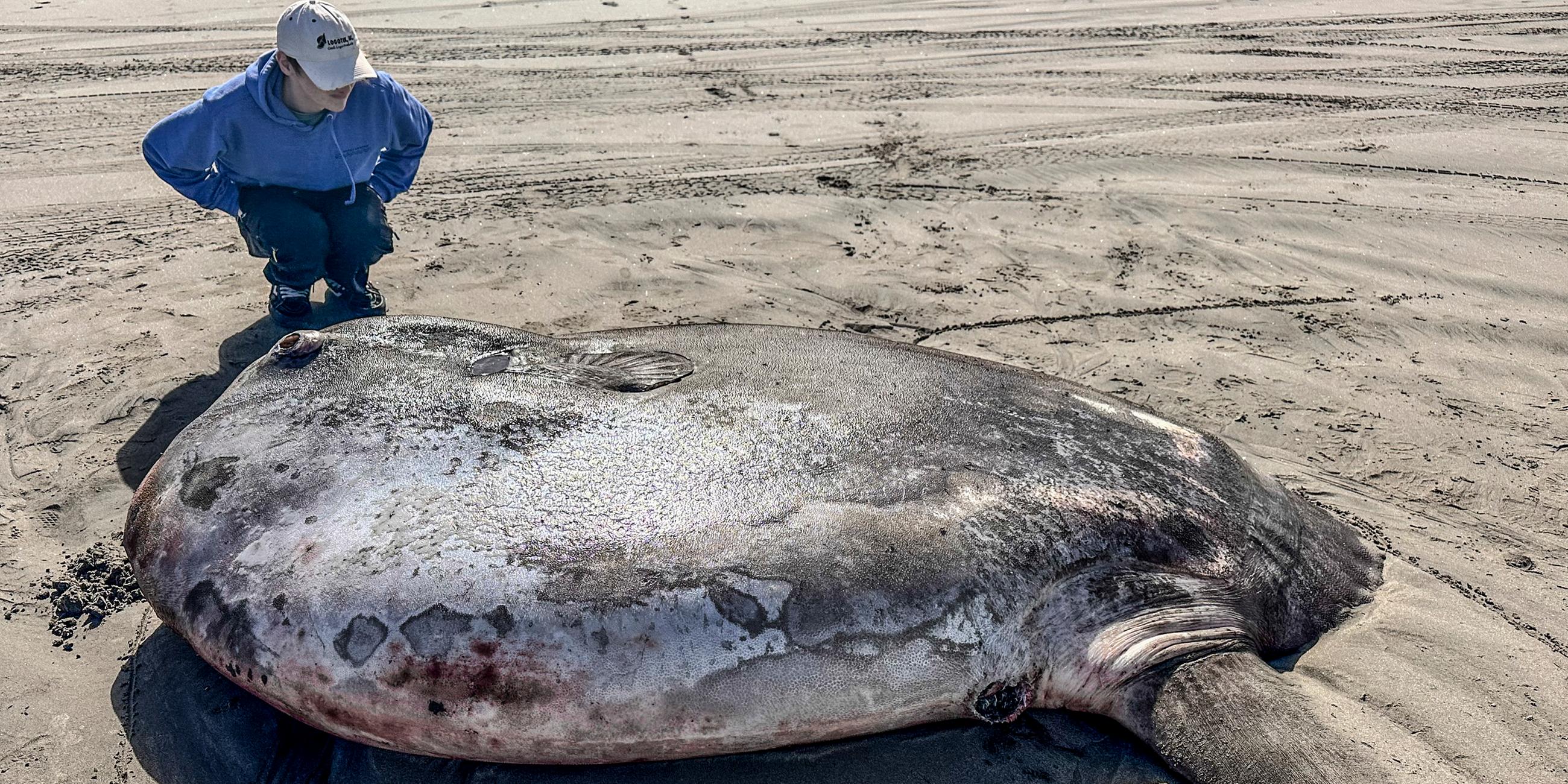 Angespülter Mondfisch an einem Strand in Gearhart, Oregon