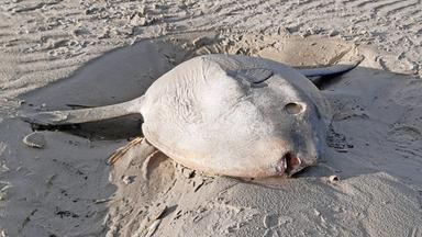 Ein 80 Zentimeter langer Mondfisch liegt am Strand von Juist.
