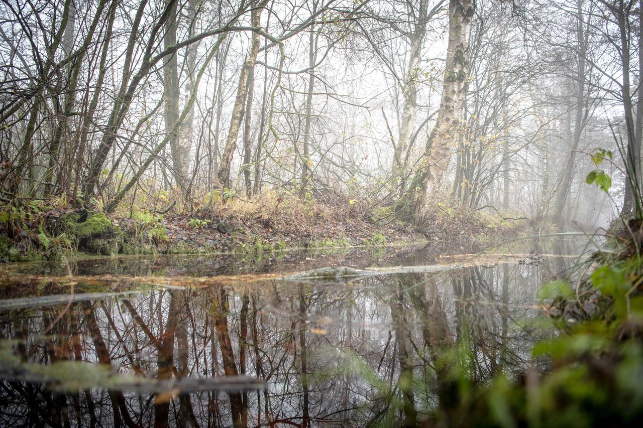 Niedersachsen, Osterholz-Scharmbeck: Bäume im Ahrensfelder Moor spiegeln sich in einem Graben.