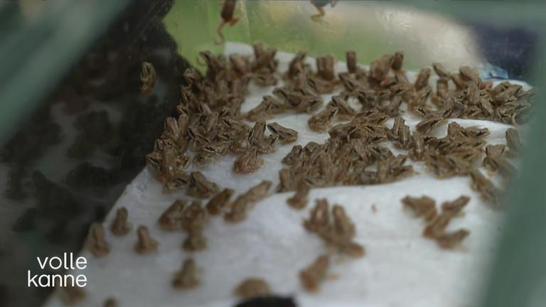 Viele kleine Moorfrösche in einem Behälter