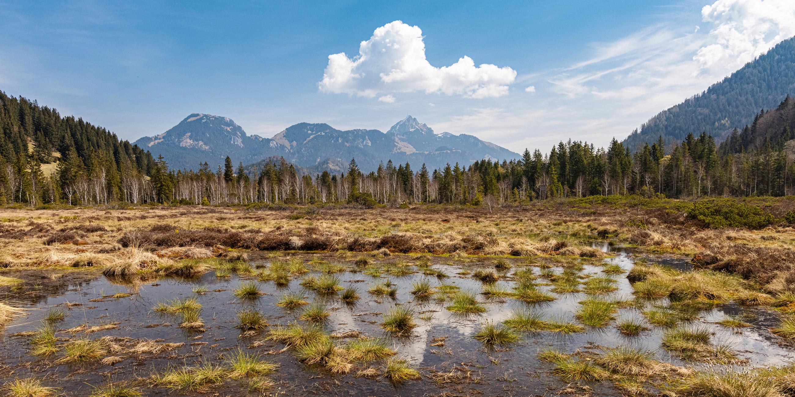 Wiedervernässtes Hochmoor am Wedelstein in Bayern. 