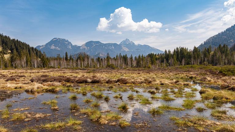 Wiedervernässtes Hochmoor am Wedelstein in Bayern. 