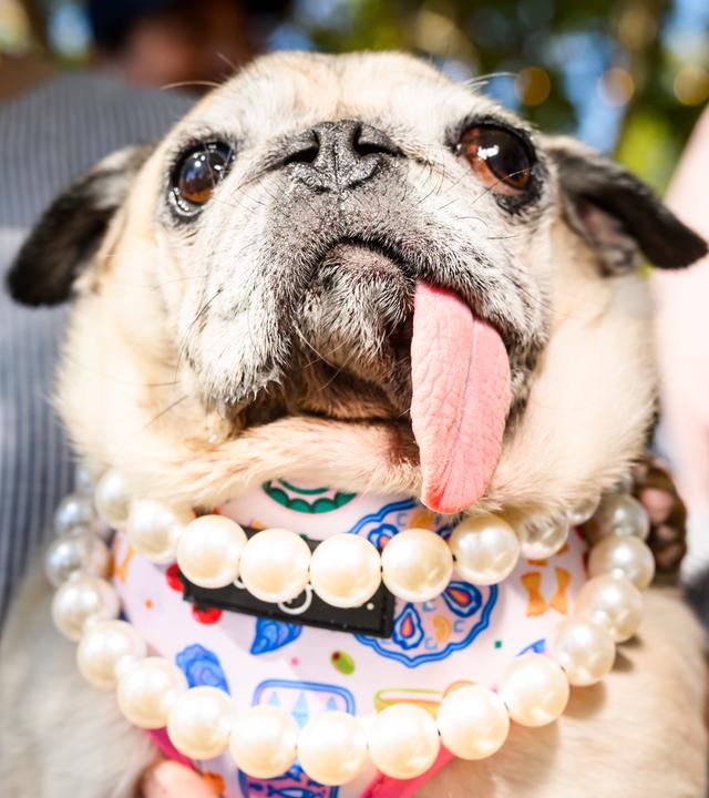 Jinny Lu, eine aus dem Tierheim gerettete Mopsdame, bereitet sich auf die Teilnahme am World's Ugliest Dog Contest auf der Sonoma County Fair vor.