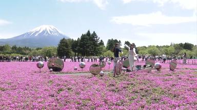Blütenmeer am Mount Fuji