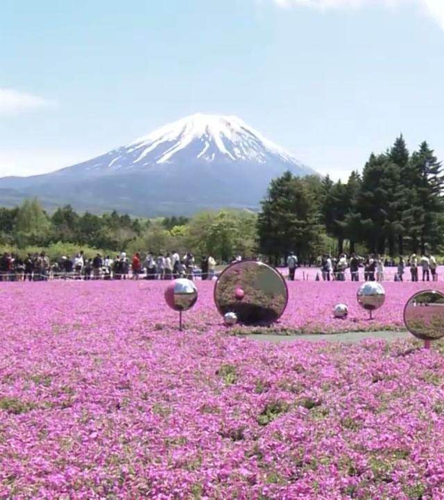 Der berühmte Vulkan Fuji in Japan im Panorama, im Vordegrund ein Meer aus rosa Kirschblüten in einem Park. 