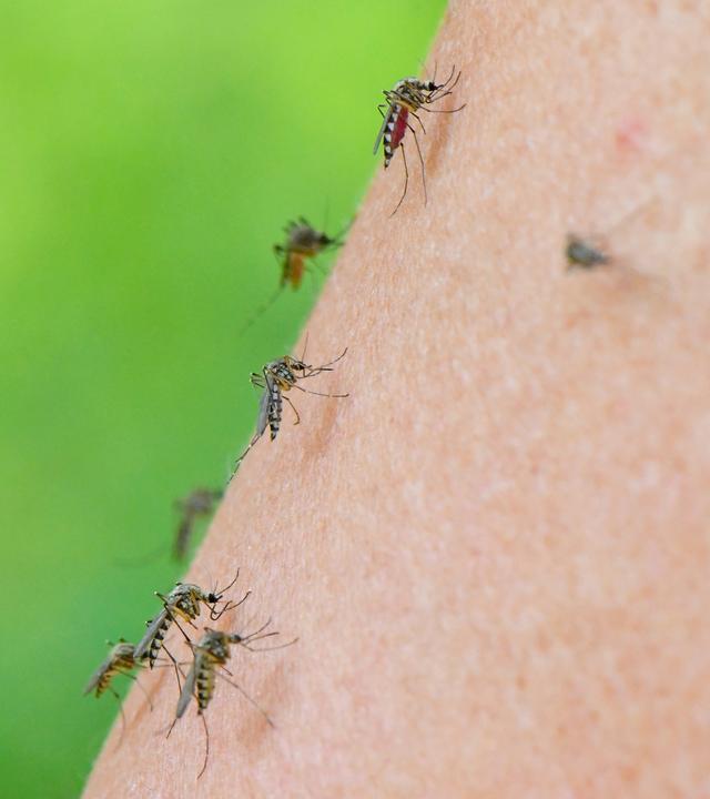 Mehrere Mücken sind auf dem Arm einer Frau zu sehen.