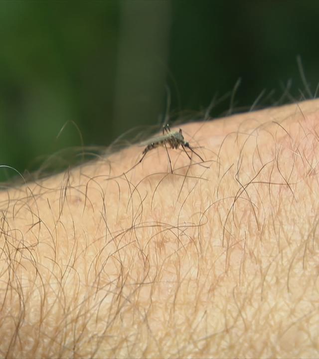 Stechmücke auf Hand