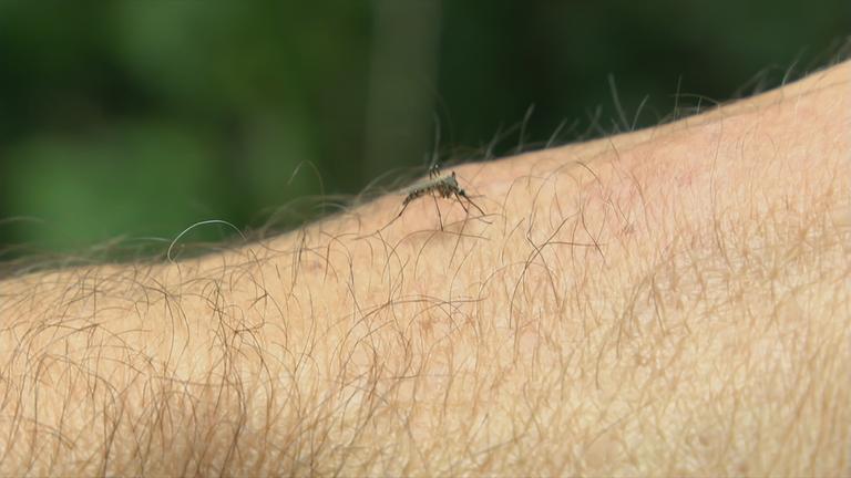 Stechmücke auf Hand