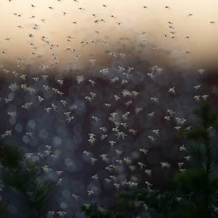 Ein Mückenschwarm fliegt am 21.07.2013 in Hannover über einem kleinen Busch in der Abenddämmerung.
