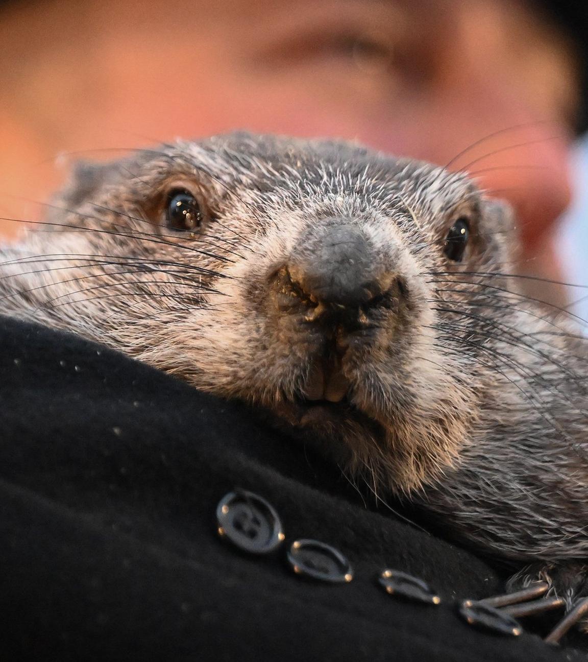  Murmeltierbetreuer A.J. Dereume hält Punxsutawney Phil, das Murmeltier, das das Wetter vorhersagt, während der 140. Feier des Murmeltiertags am Gobbler's Knob.