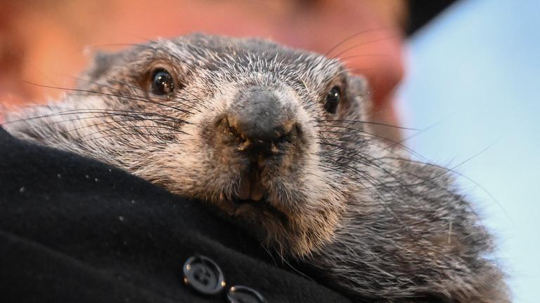  Murmeltierbetreuer A.J. Dereume hält Punxsutawney Phil, das Murmeltier, das das Wetter vorhersagt, während der 140. Feier des Murmeltiertags am Gobbler's Knob.