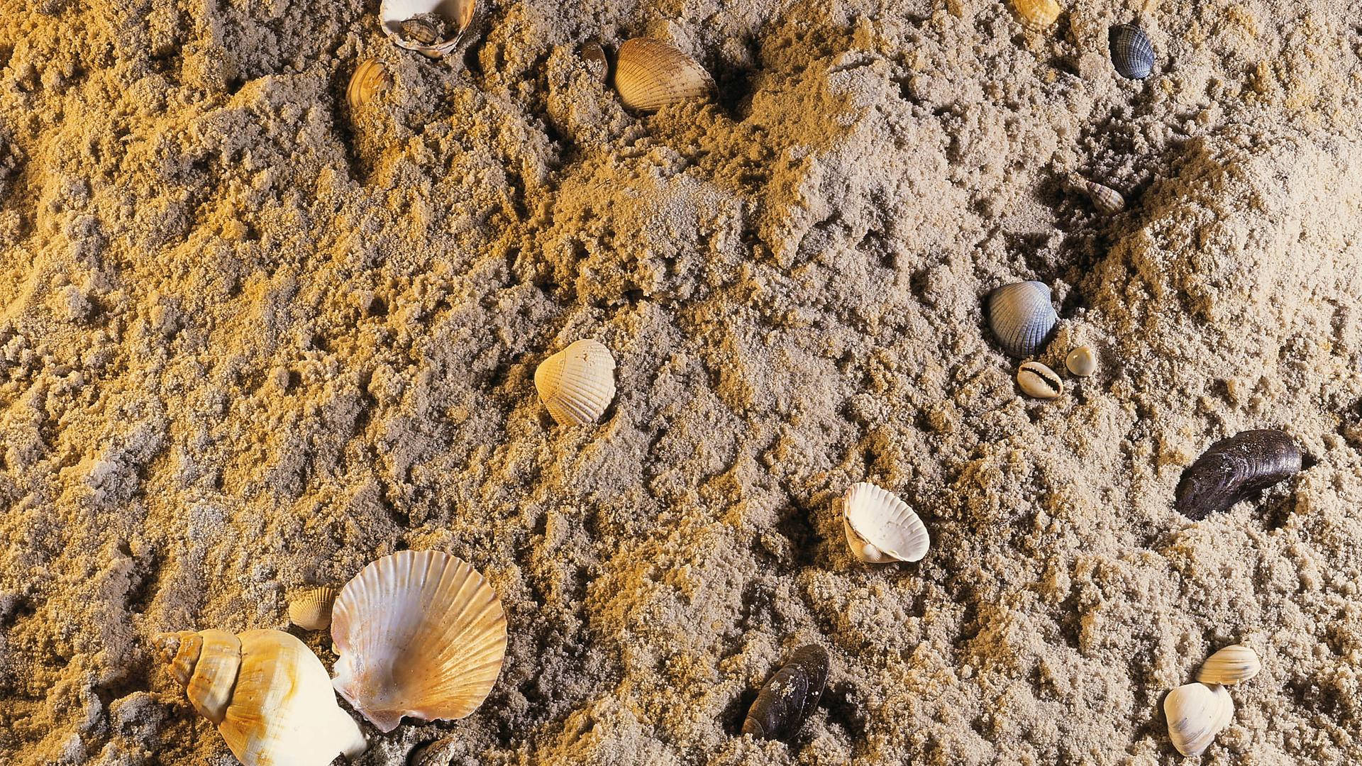 Muscheln am Strand