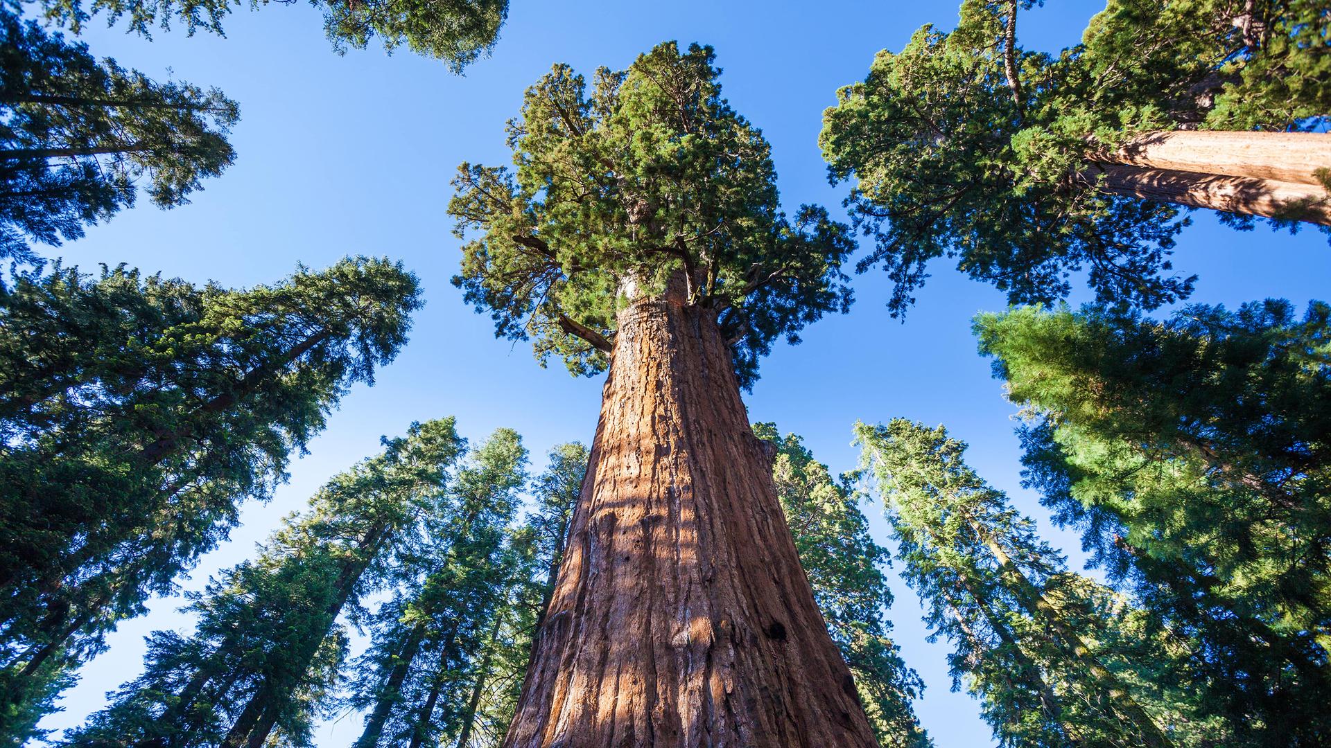 Bäume in einem Wald von unten fotografiert
