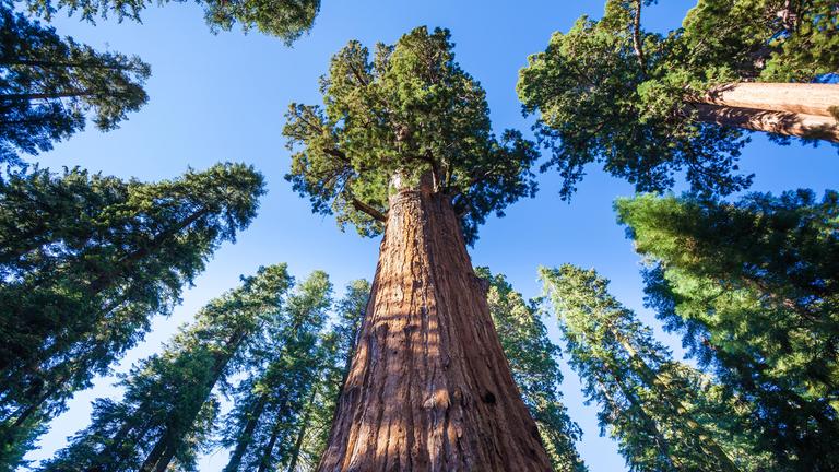 Bäume in einem Wald von unten fotografiert