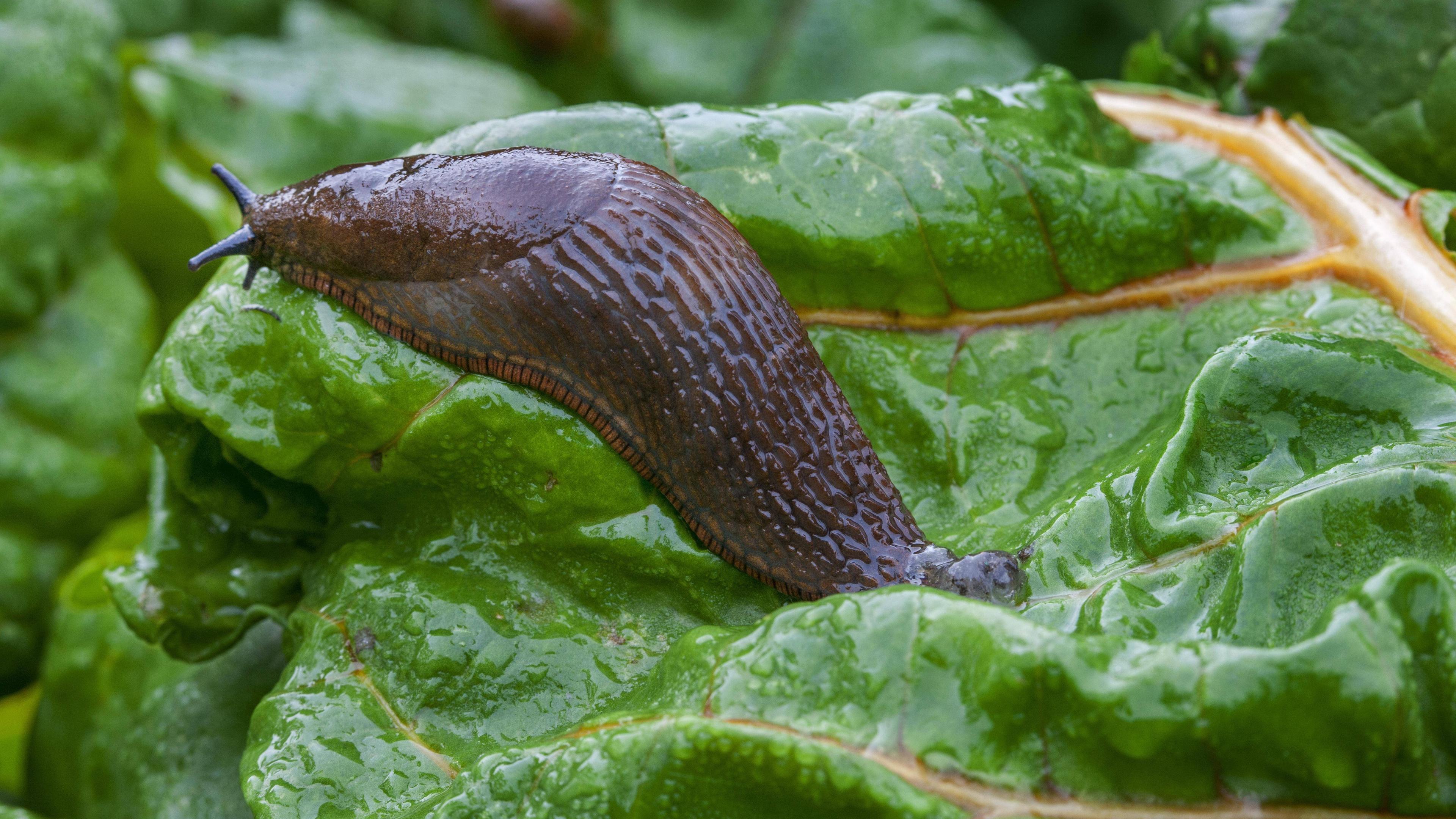 Eine Nacktschnecke auf Blättern in einem Garten