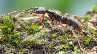 Gefährliche Ameisenart wurde entdeckt