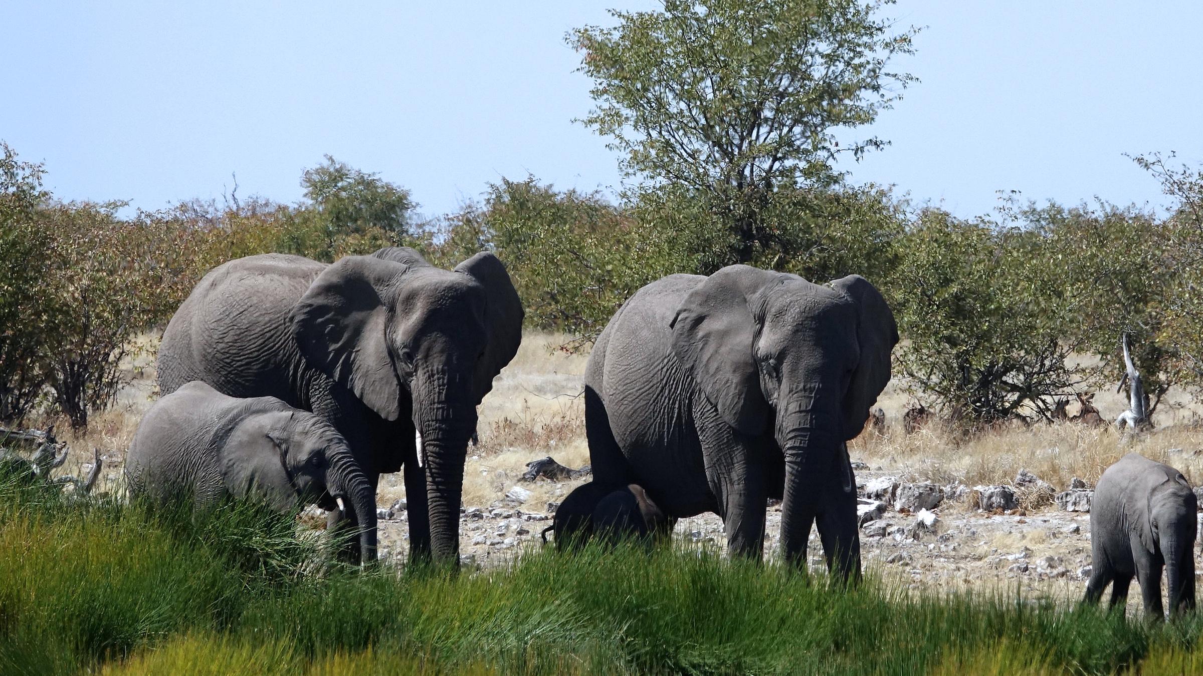 Elefanten im Etosha Nationalpark, Namibia