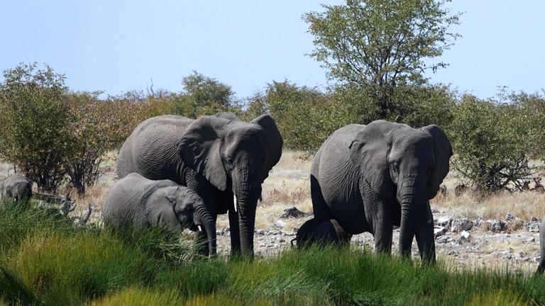 Elefanten im Etosha Nationalpark, Namibia