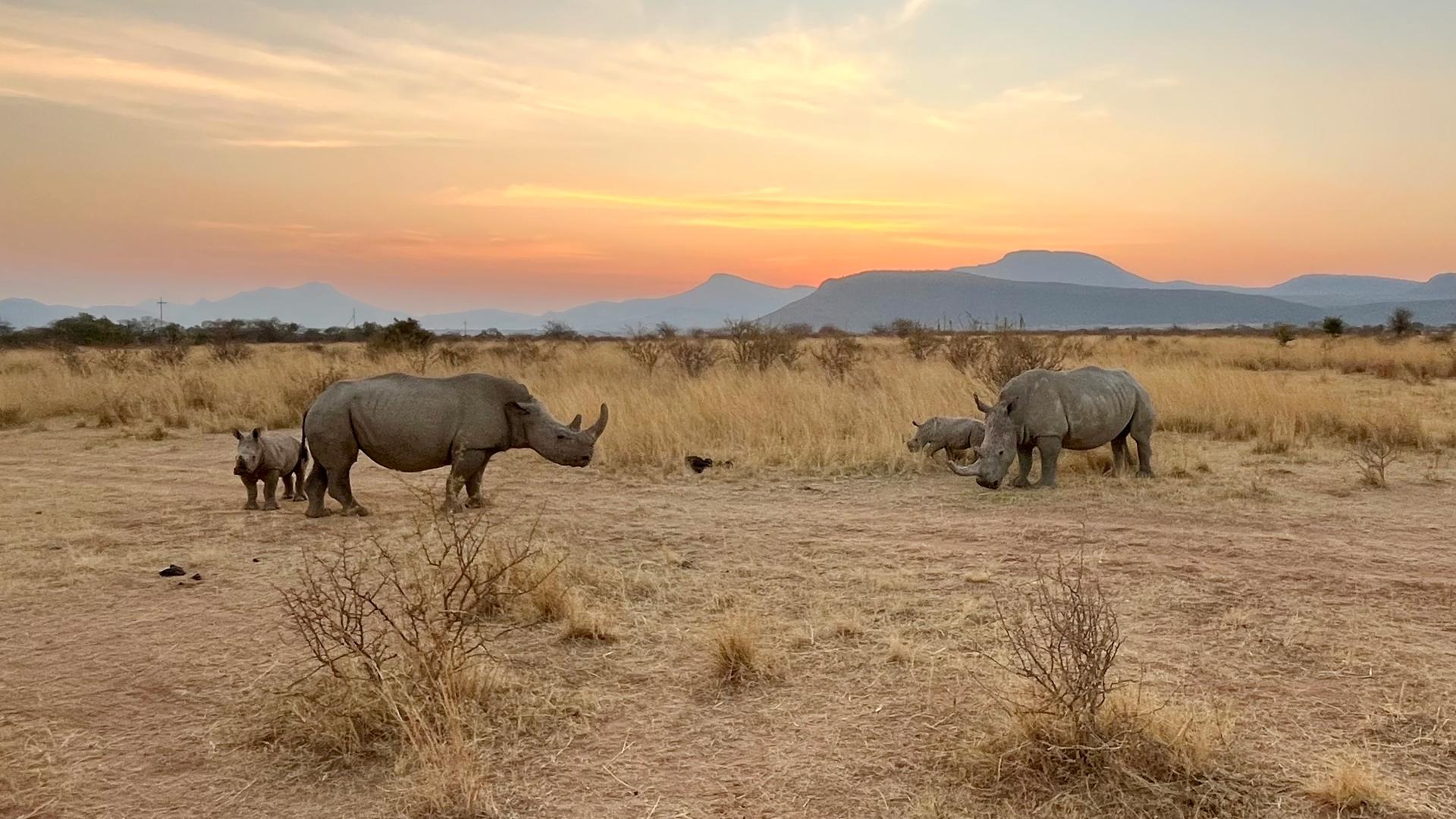 Nashörner im Dabchick-Reservat (Südafrika)