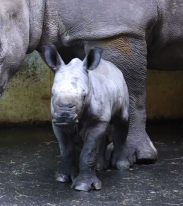 Nashornbaby in Osnabrück: erster öffentlicher Auftritt