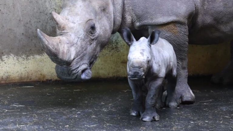 Nashornbaby in Osnabrück: erster öffentlicher Auftritt
