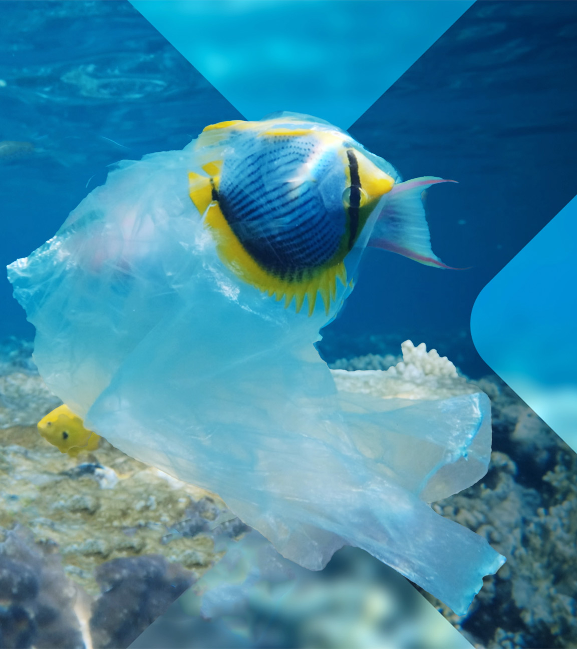 Fisch im Wasser mit Müllplastiktüte