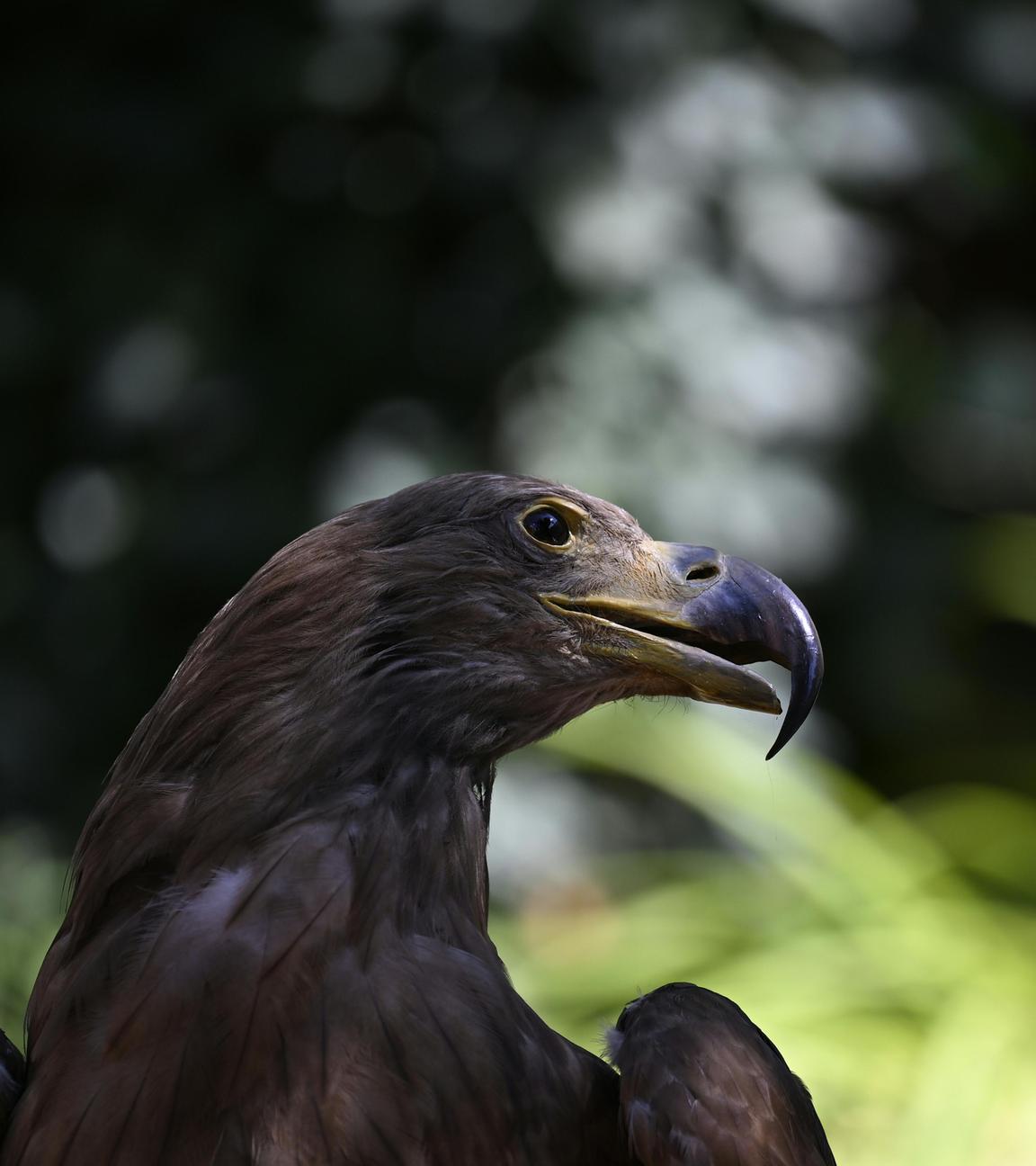 Falke in der Natur