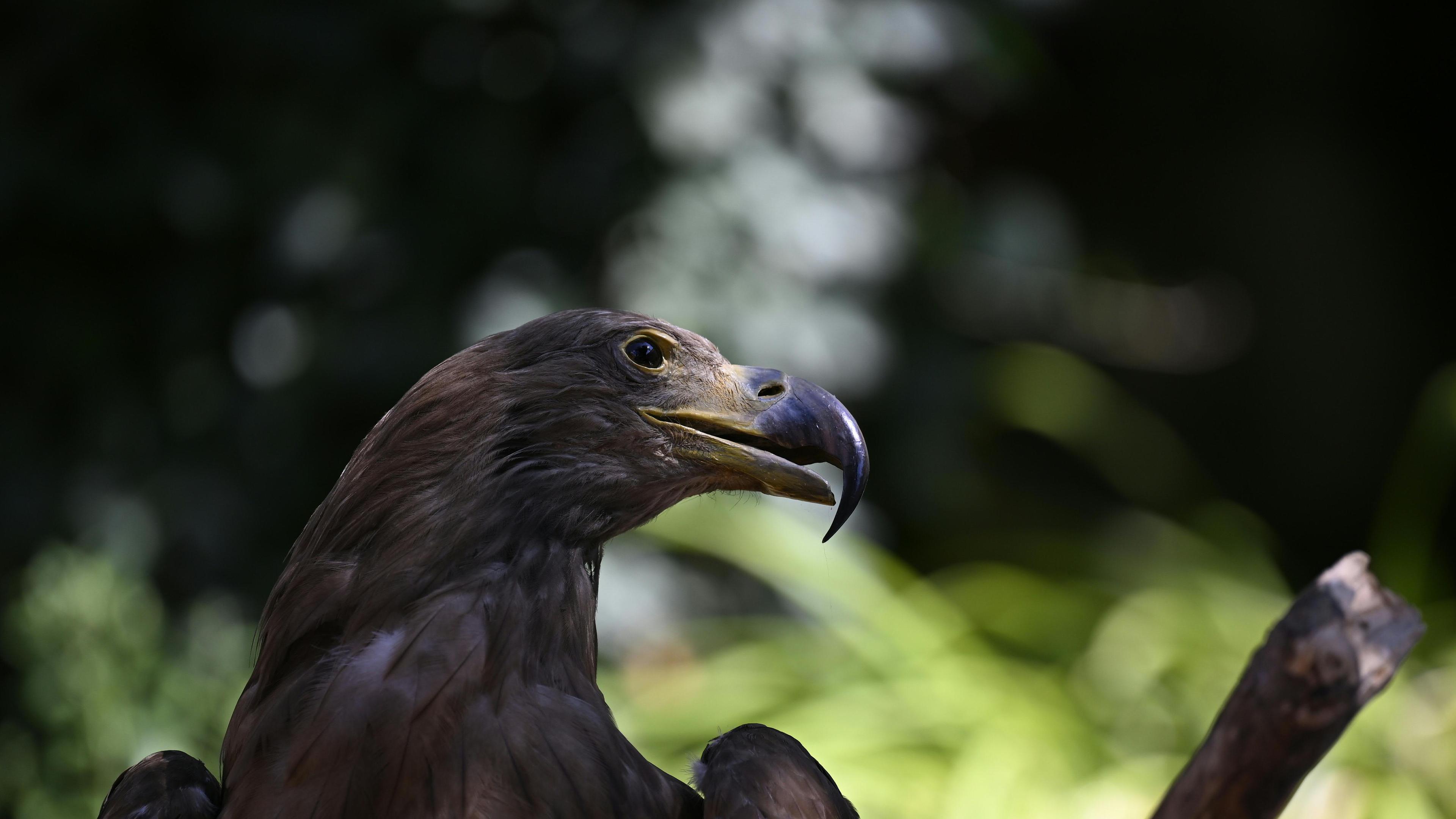 Falke in der Natur