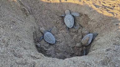 Schildkröten-Babys laufen am Strand entlang