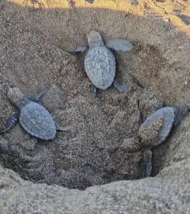 Schildkröten-Babys laufen am Strand entlang