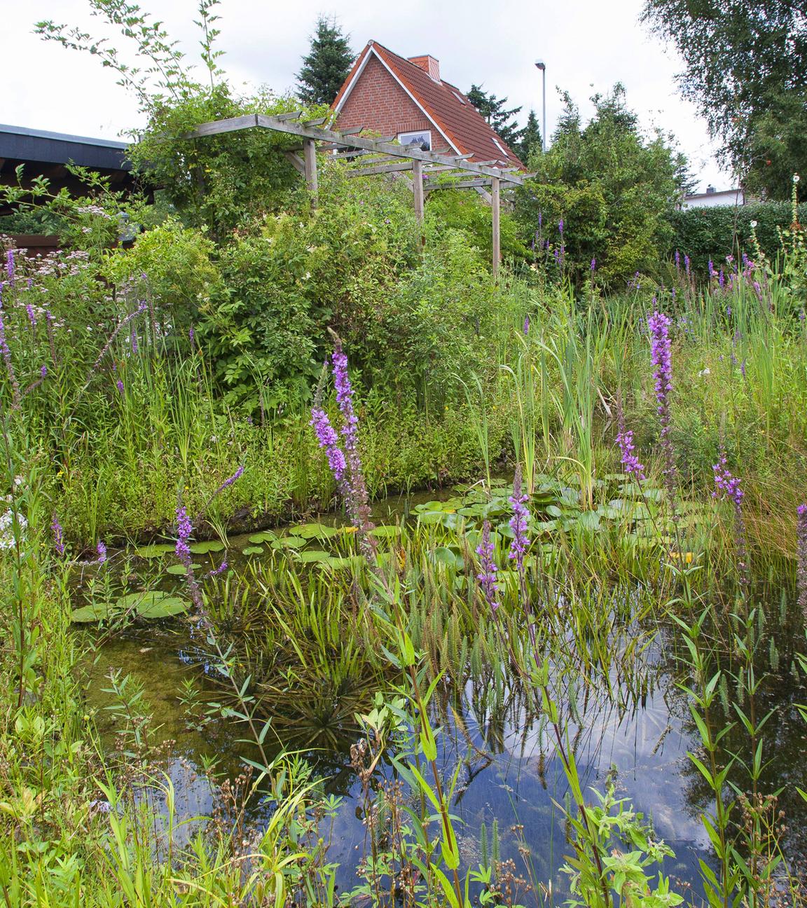 Naturteich in einem Garten