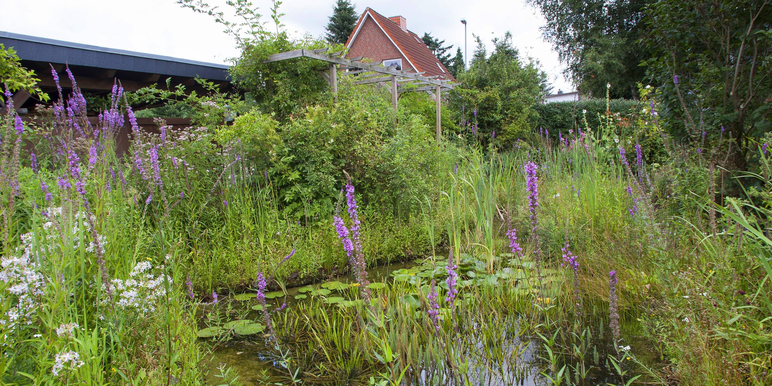 Naturteich in einem Garten