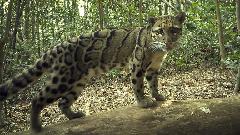 Ein seltener Nebelparder in  Kambodscha