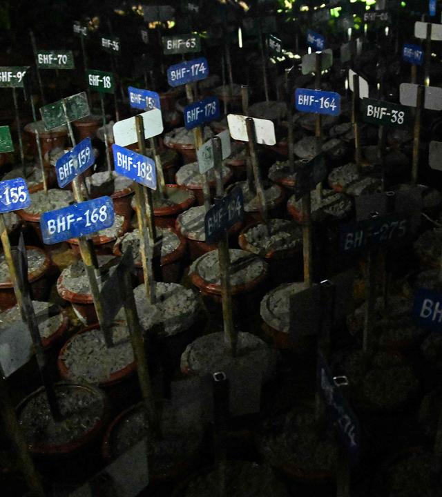 Nepal: Nummern über den Gräbern von nicht Identifizierten Todesopfern der Flutkatastrophe.