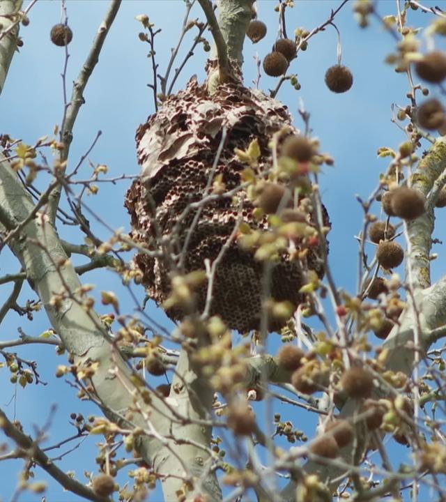 Nest asiatischer Hornissen