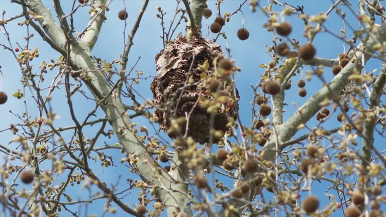 Nest asiatischer Hornissen
