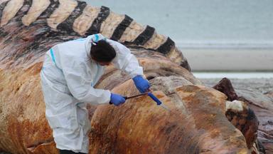 ARCHIV - 03.06.2026, Dänemark, Anholt: Die Obduktion des als «Timmy» bekannten Buckelwals am Strand der dänischen Insel Anholt hat begonnen.